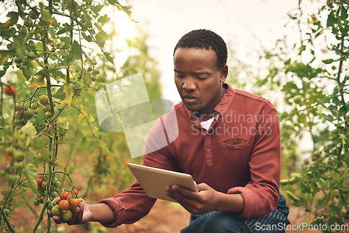 Image of Black man, tablet and tomato farming with agriculture and farmer check crops with nature, harvest and inspection. Male person on farm, vegetable plant and sustainability, growth and quality assurance