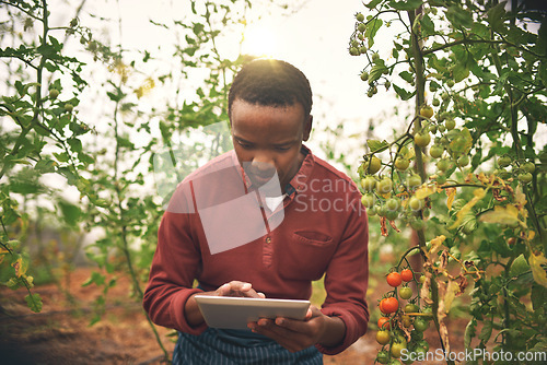 Image of Black man, tablet and farmer check on tomato crops with agriculture and inspection with nature and harvest. Male person on farm, vegetable farming and sustainability, growth and quality assurance