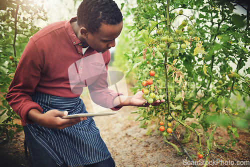 Image of Black man, tablet and tomato farming, inspection with agriculture and farmer check crops with nature and harvest. Male person on farm, vegetable plant and sustainability, growth and quality assurance