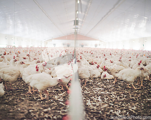 Image of Farm, chicken factory and feed in barn or warehouse, agriculture and industrial meat farming or sustainability. Animals, birds and chickens indoor or poultry business, food industry and grain