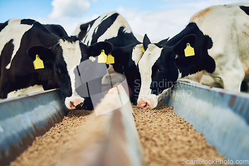 Image of Cows eating, farming and cattle on a dairy farm for agriculture, growth and food production. Nature, eat and a herd of hungry animals with feed in the countryside for livestock lifestyle and industry