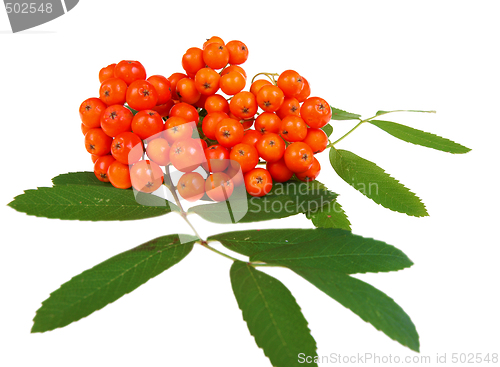 Image of Red rowan