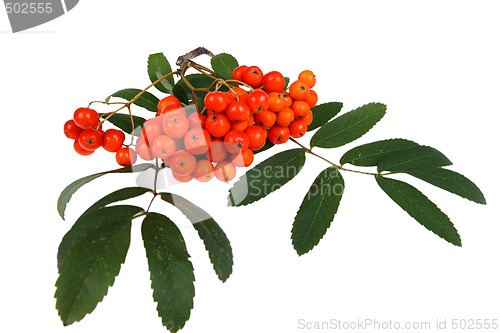 Image of Red rowan