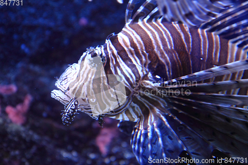 Image of lionfish in the sea water