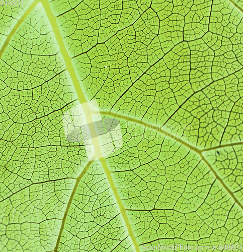 Image of green leaf background