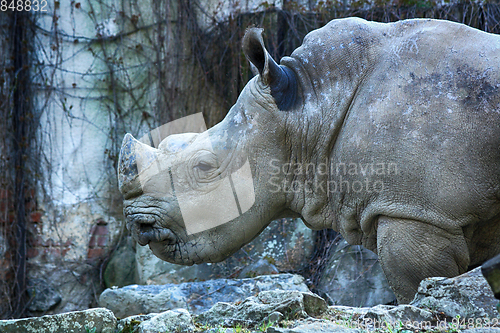 Image of wild rhino animal
