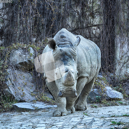 Image of rhino