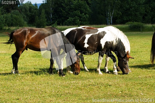 Image of Horses