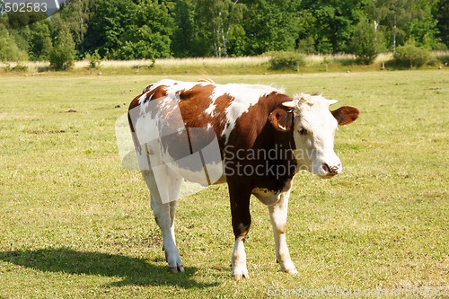 Image of Brown and white cow