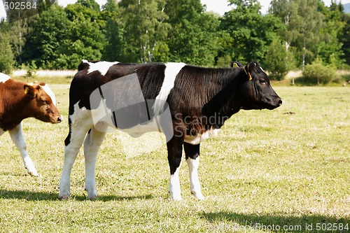 Image of Cows