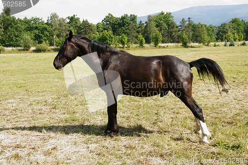 Image of Horse