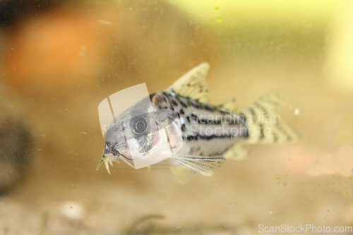 Image of Bands-catfish    (Corydoras schwartzi)