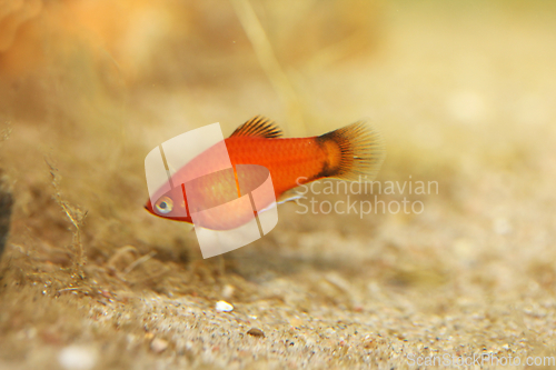 Image of Platy   (Xiphophorus maculatus)