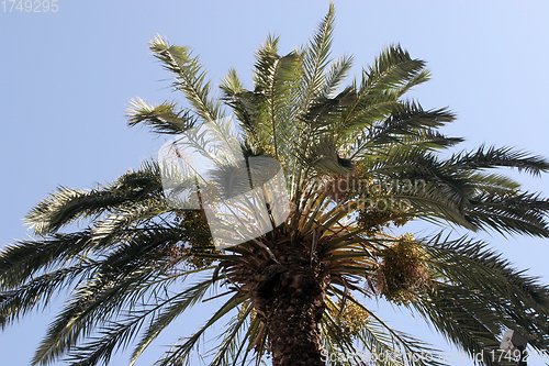 Image of Palm tree and blue sky