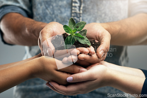 Image of Sustainability, plant and hands with soil for nature as a team to support the environment in collaboration. Carbon footprint, sustainable and group of people with dirt and leaves in a palm