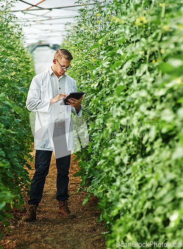 Image of Scientist, farm and digital tablet for research with plants or ecology for agro and agriculture. Expert, science and growth for farming in a greenhouse for analysis of the environment with plant.