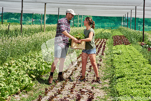 Image of Teamwork, agriculture and people in a greenhouse on a farm working together for sustainability during harvest. Food, spring or environment with a farmer man and woman carrying vegetables or produce