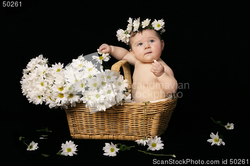 Image of Baby and daisies