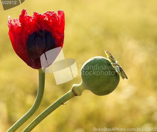 Image of Poppy