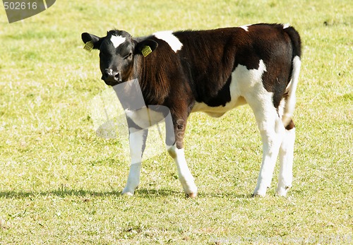 Image of Cow