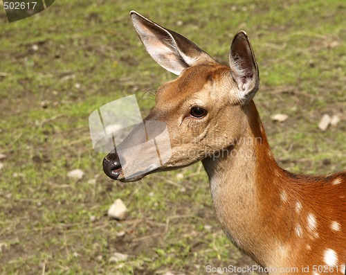 Image of Roe deer