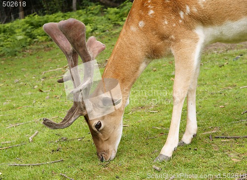 Image of Deer