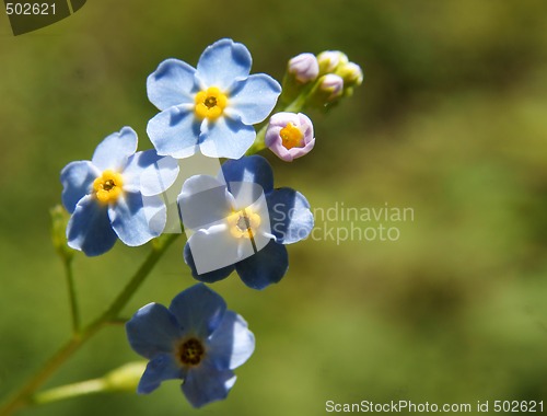 Image of forget-me-not