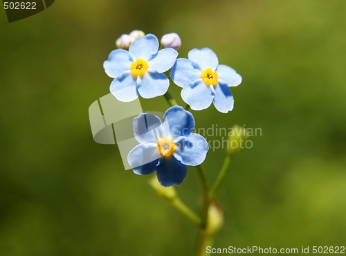 Image of forget-me-not