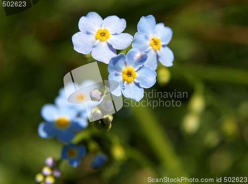 Image of forget-me-not