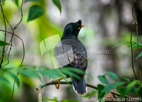 Image of jungle myna bird wildlife photo