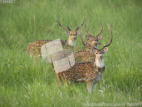 Image of Sika or spotted deers herd in the elephant grass