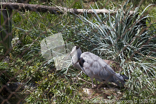 Image of Heron in a cage