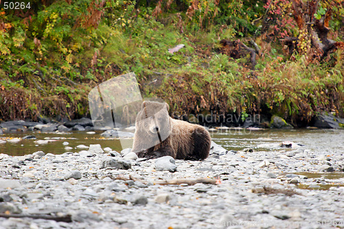 Image of Grizzly Bear Resting