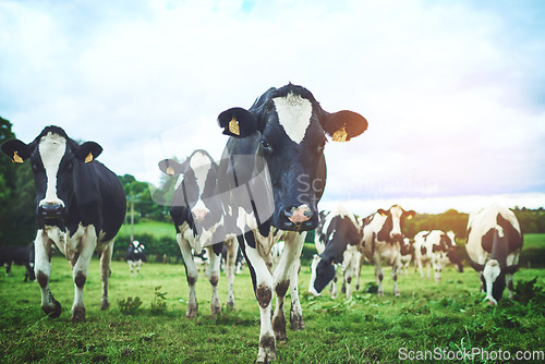 Image of Sustainable, agriculture and herd of cows on farm walking and eating grass on an agro field. Ranch, livestock and cattle animals in outdoor dairy, eco friendly and farming environment in countryside.