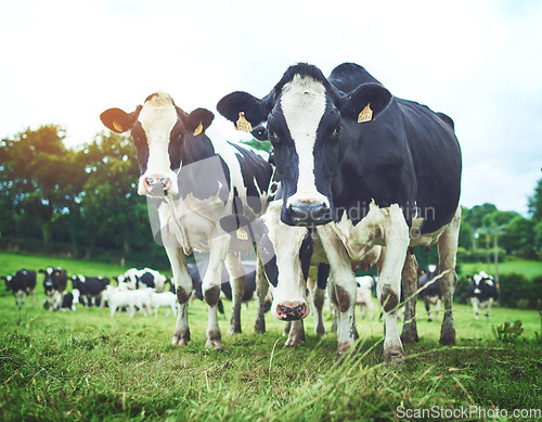 Image of Sustainable, herd and cows on an agriculture farm walking and eating grass on an agro field. Ranch, livestock and group of cattle animals in dairy, eco friendly and farming environment in countryside