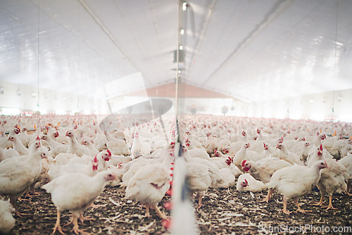 Image of Factory, farm and chicken feed in barn or warehouse, agriculture and industrial meat farming or sustainability. Animals, birds and chickens indoor or poultry business, food industry and grain