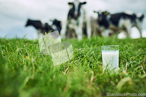 Image of Field, closeup glass of milk and cows in the background of a farm. Farming or cattle, dairy or nutrition and agriculture landscape of green grass with livestock or animals in countryside outdoors