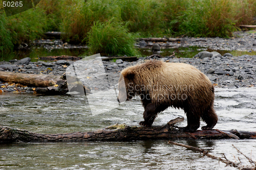 Image of Casual Walk Of The Grizzly Bear