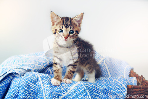 Image of Pet, little kitten with blanket and in a basket in a white background at home after adoption, foster from shelter. Animal care, indoors and adorable or cute, young cat isolated on sheet with a bed