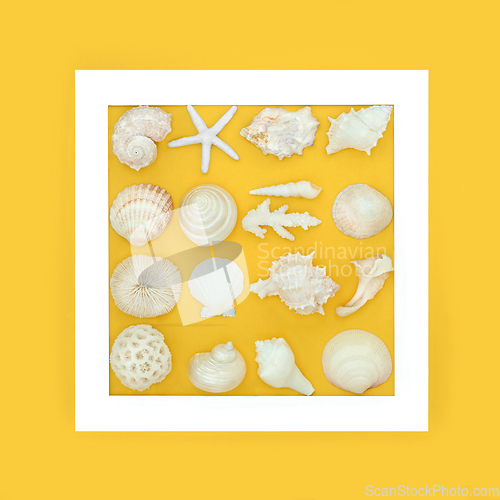 Image of Seashell Collection Abstract Frame Design