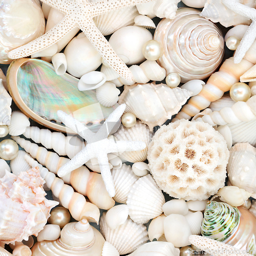 Image of Pearl and Seashell Decorative Background  