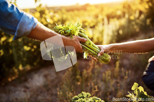 Image of Vegetables, farmer harvest and hands on a farm and garden with sustainability and eco friendly produce. Green gardening, countryside and sustainable project of people working together in nature