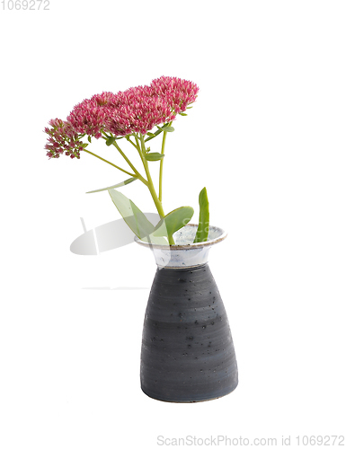 Image of Orpine in vase on white background