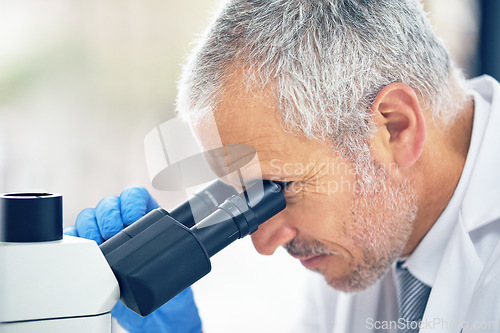 Image of Senior man, microscope and scientist in science industry, vaccine or cure medicine at laboratory. Serious male person, medical or healthcare professional in scientific research or examination in lab
