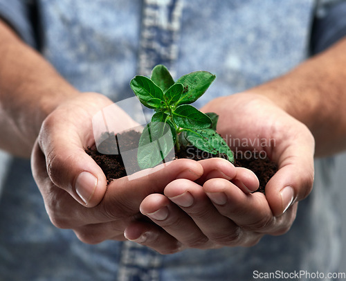 Image of Sustainability, plant and future with hands of man for growth, soil and environment. Earth, hope and support with closeup of male person on studio background for recycling, success and eco friendly