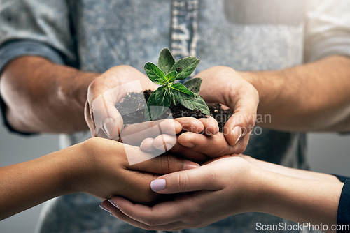 Image of Sustainable, environment and hands with plant for nature as a team for eco hope and in collaboration together. Carbon footprint, sustainability and group of people with dirt, soil and leaves in palm