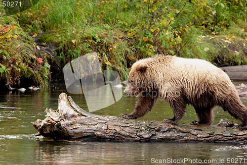 Image of Lazy Walk On A Log