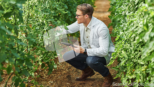 Image of Expert, professional and tablet in a greenhouse for research and innovation in agriculture. Ecology, growth and scientist on a farm with technology for analysis and farming for plants in agro.