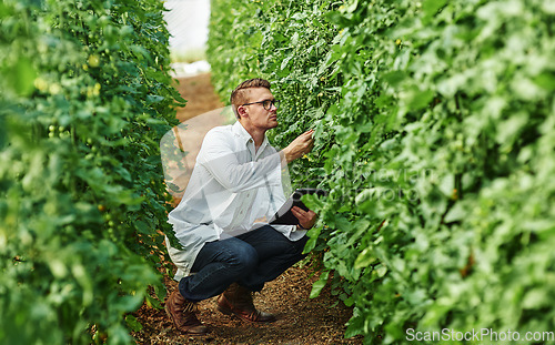 Image of Expert, plants and science with tablet for research in the environment for growth on a farm. Scientist, analysis and greenhouse with technology for farming with agriculture for progress in a garden.