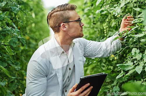 Image of Environmental, scientist and tablet with research for agriculture in a greenhouse with plants. Expert, science and farming for analysis for sustainability and growth in agro for the environment.